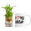 I-love-you-sister-with-plant