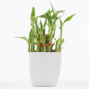 2 layer lucky plant in white plastic pot