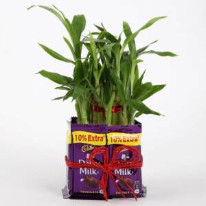 2 layer lucky bamboo with dairy milk