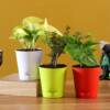 3 plants multicolourted pot