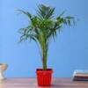 Areca Palm plant in red super plastic pot
