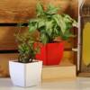 Jade & Syngonium Plant Set