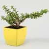 lively jade plant in yellow pot