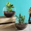 Money & Jade Plant Terrarium Set