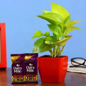 money plant with dairy milk combo