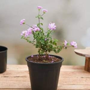 Lantana camara plant