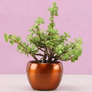 ornamental jade plant