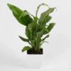 peace lily plant in plastic pot