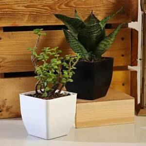 Sansevieria & Jade Plant Set