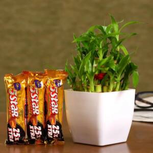 bamboo plant with 5 star cadbury