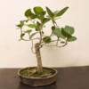 banyan tree bonsai- plant