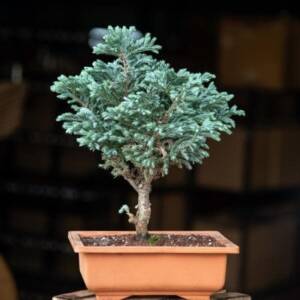 Silver cypress Bonsai - Plant