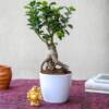 Ficus Bonsai and Laughing Buddha