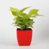 Golden Money Plant in Red Imported Plastic Pot