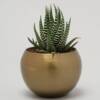Haworthia Plant In Table Top Gold Pot