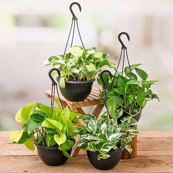 Money Plant Golden Gift Hamper at Rs 180/piece | Self Watering Planters in  New Delhi | ID: 2852637627288