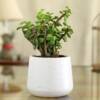 Jade Plant In White Flower Design Pot