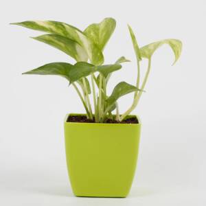 Money Plant in Imported Plastic Pot