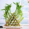 5 Layer Pyramid Lucky Bamboo in a Tray with Pebbles