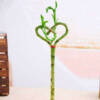 Heart Arrangement Lucky Bamboo Plant