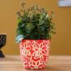 Orange Flower Kalanchoe Plant In Red Ceramic Pot