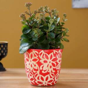 Orange Flower Kalanchoe Plant In Red Ceramic Pot