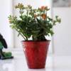 Orange Kalanchoe Plant In Red Iron Embossed Pot