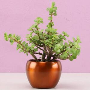 Ornamental Jade Plant In Brass Pot