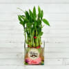 Fathers Special Two Layer Lucky Bamboo