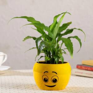 Spider Plant In Emoji Printed Pot