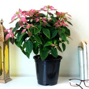 Pink Poinsettia Plant in Black Plastic Pot