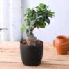 ficus- bonsai plants