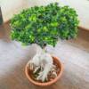 ficus panda bonsai- plant