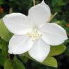 Bahunia Racemosa - Apta Plant
