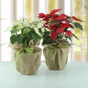 Poinsettia Plant Combo