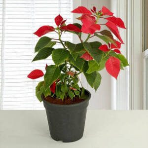 Red Poinsettia Plant Love