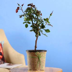 Red Rose Plant In Black Plastic Pot