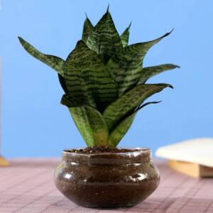 Sansevieria Plants in Potpourri Bowl