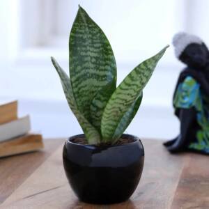 Snakeskin Sansevieria Plant In Black Metal Pot