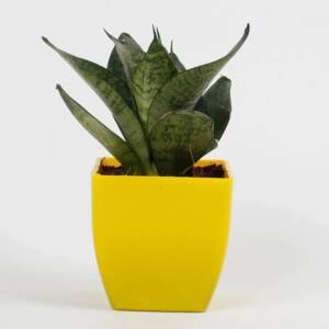 Snakeskin Sansevieria Plant in Imported Plastic Pot