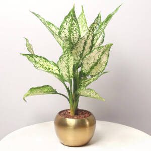 Soothing Snow White Aglaonema