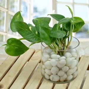 Spendid Money Plant Terrarium