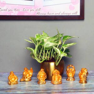 White Pothos Plant With Buddha